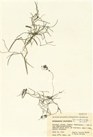 藏品(龍鬚草)的圖片